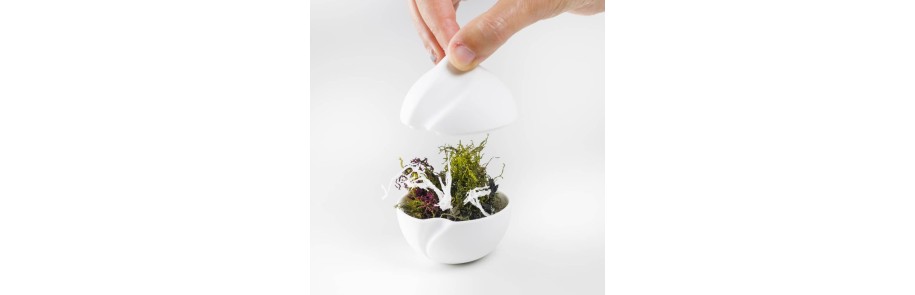 Apetizer Bowls & Spoons